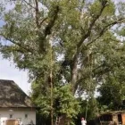 6 obrázok firmy ARBOR VITAE - ARBORISTIKA, S.R.O. Krajinár v Bratislava BL