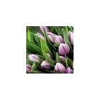 1 obrázok firmy FLEURIADA S.R.O.BRATISLAVA v Bratislava BL