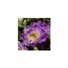 2 obrázok firmy FLEURIADA S.R.O.BRATISLAVA v Bratislava BL